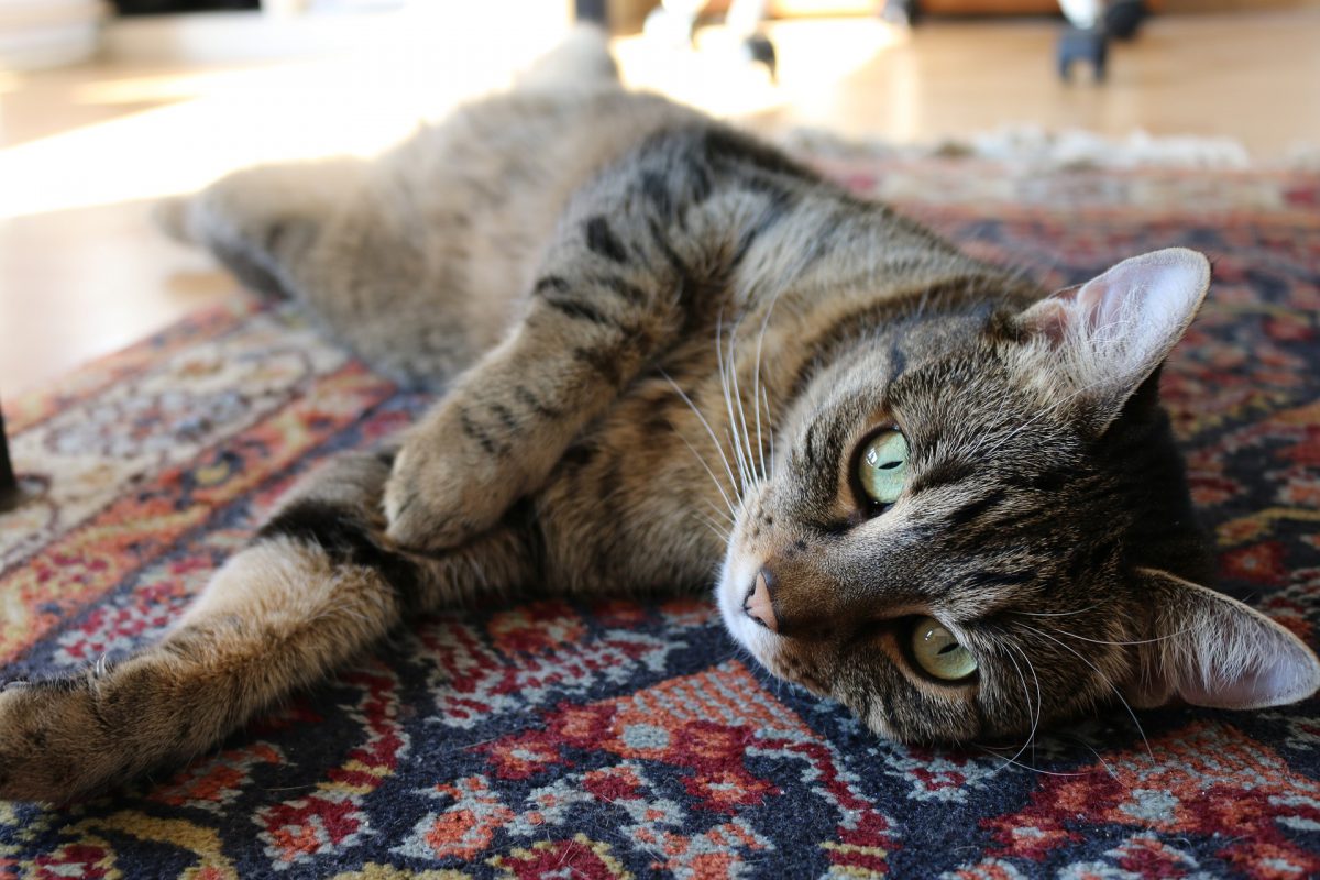 猫と暮らすのに最適なラグとは 猫のタイプ別おすすめ機能を大公開 ラグ カーペット通販 びっくりカーペット