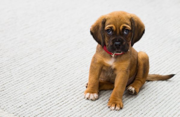 犬がカーペットをなめる理由と対処法！ほこりが出にくいカーペットがおすすめ