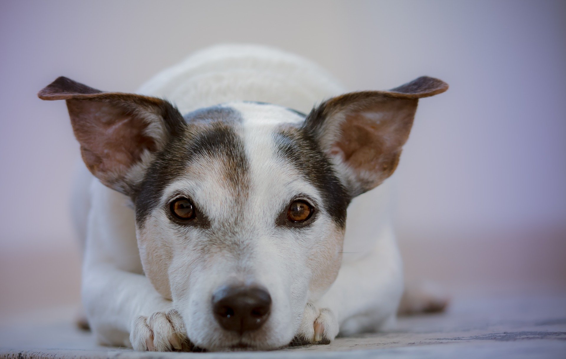 犬のおしっこで汚れたカーペットの掃除と臭い消しの方法を解説