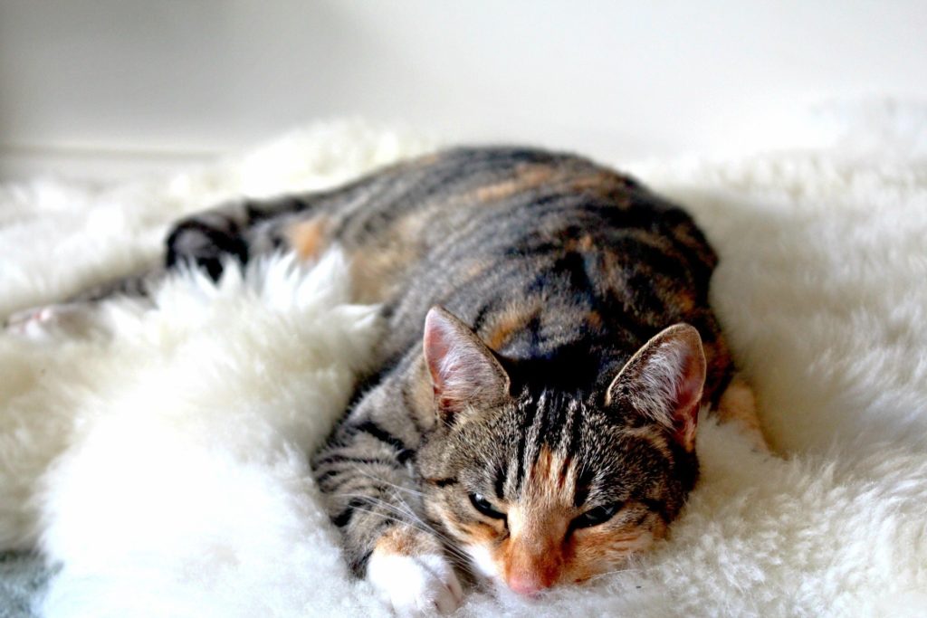 猫がカーペットをなめる理由とは おすすめ 遊び毛が少ない 合成繊維素材のカーペット9選 ラグ カーペット通販 びっくりカーペット