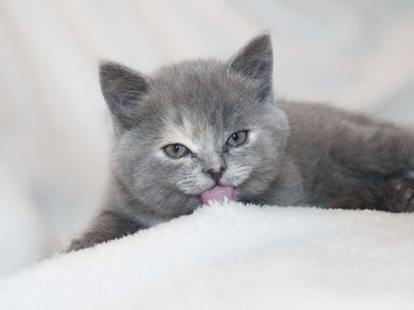 猫がカーペットをなめる理由とは？【おすすめ】遊び毛が少ない！合成繊維素材のカーペット9選