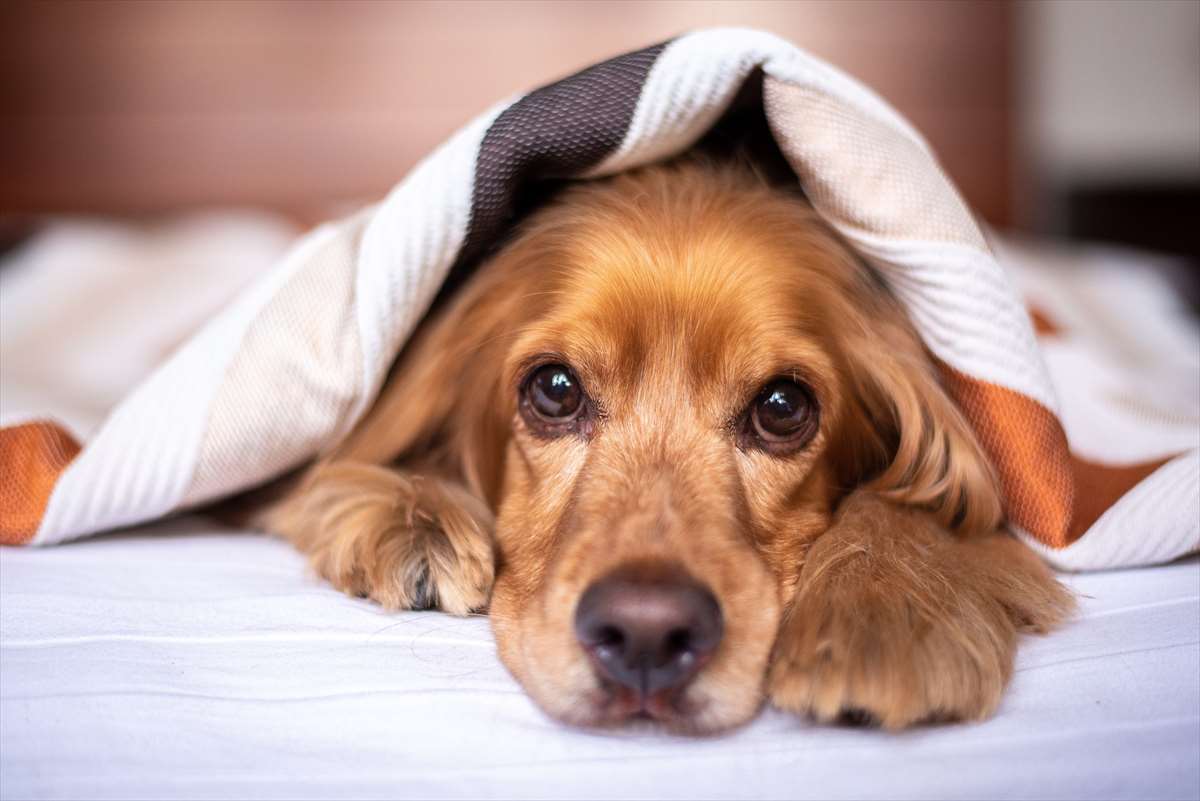 犬の寒さ対策おすすめ６選 室内を快適に ペットと過ごす冬の暮らしを見直そう ラグ カーペット通販 びっくりカーペット