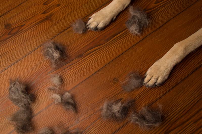 カーペットに絡まったペットの毛をキレイに取る方法【換毛期】犬猫の抜け毛対策におすすめのカーペット - ラグ・カーペット通販【びっくりカーペット】