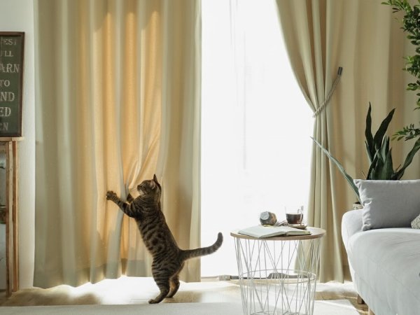 猫がカーテンで遊んでいるところ