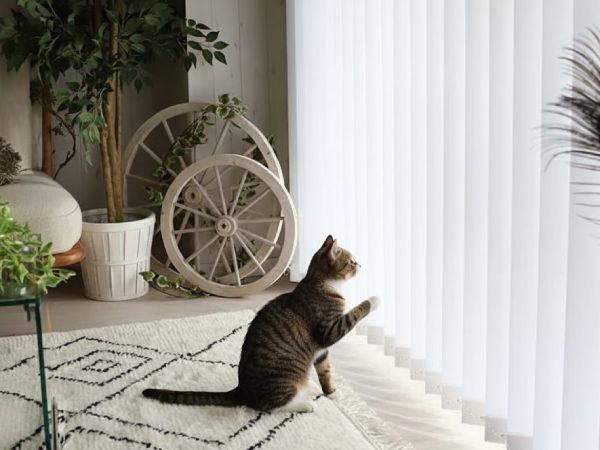 猫が窓のバーチカルブラインドに触れようとしている