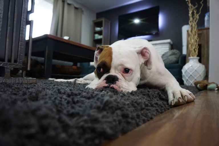 犬がカーペットをなめる理由と対処法 ほこりが出にくいカーペットがおすすめ ラグ カーペット通販 びっくりカーペット